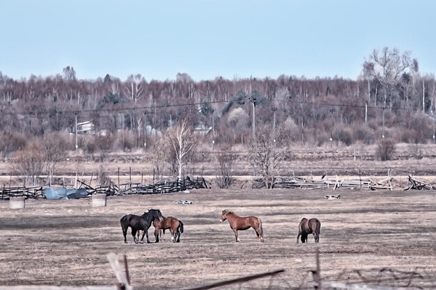 caballos en la granja, animales en el campo, naturaleza del caballo