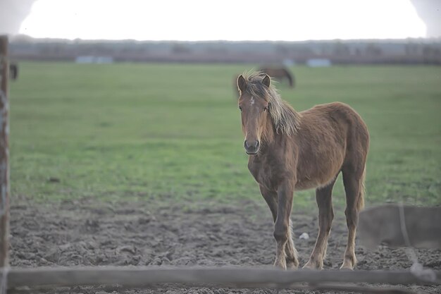 caballos en la granja, animales en el campo, naturaleza del caballo