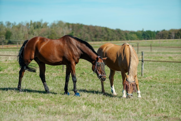 Caballos en la granja de caballos Paisaje de verano del país