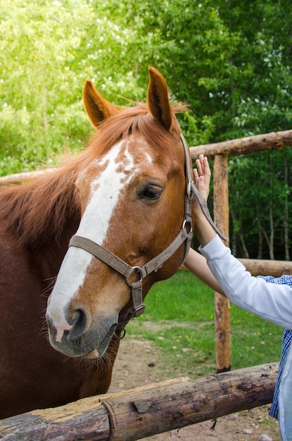 Caballos en una granja de caballos