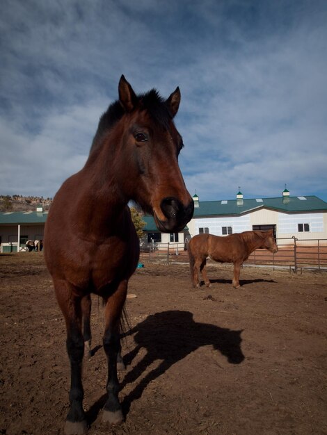 Caballos en la granja en Colorado.