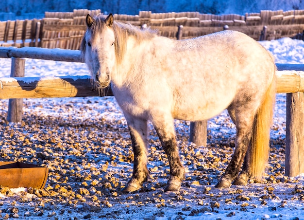 Caballos en una granja en la helada tarde de invierno al atardecer