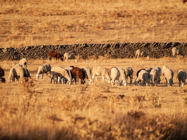 Foto caballos en una granja