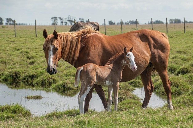 caballos en una granja