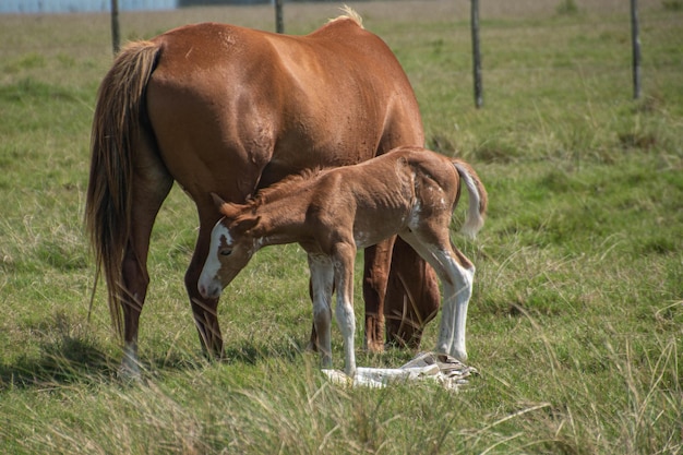 caballos en una granja