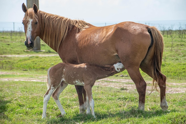 caballos en una granja