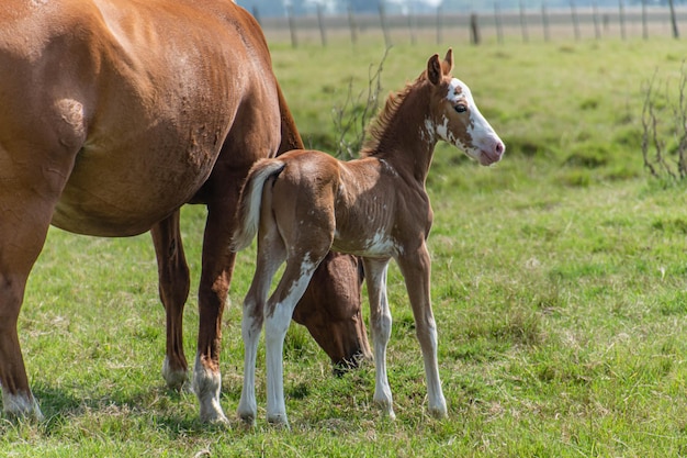 caballos en una granja