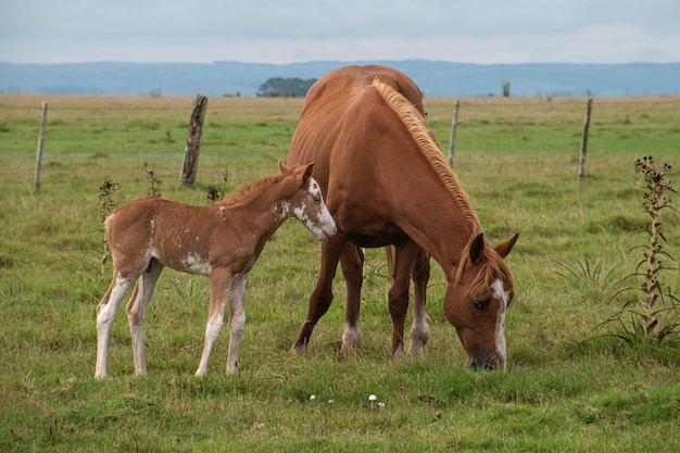 caballos en una granja