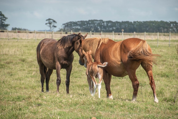 caballos en una granja