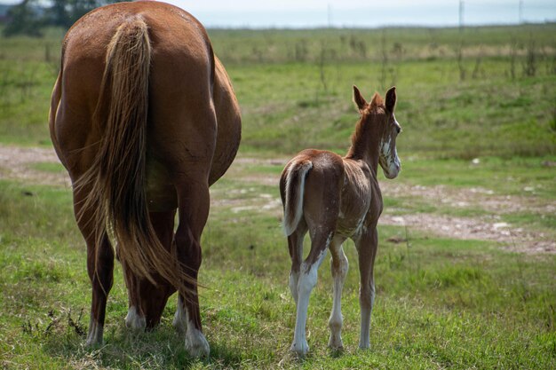 caballos en una granja