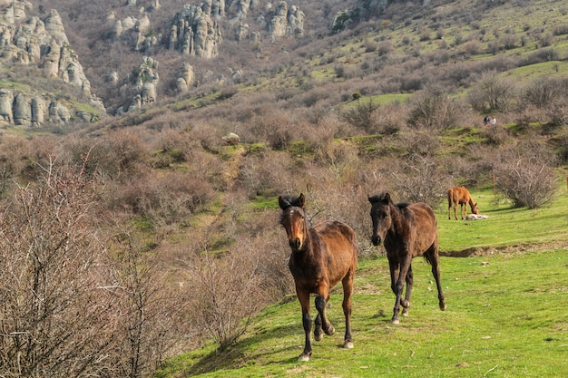 Los caballos en el hermoso paisaje de montaña.