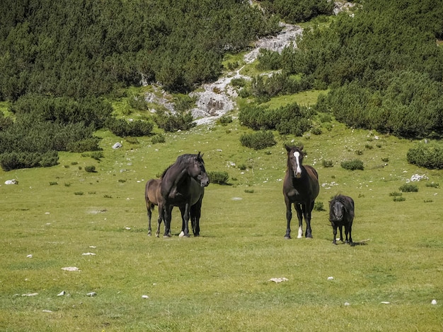 caballos en la hierba en las montañas dolomitas panorama de fondo