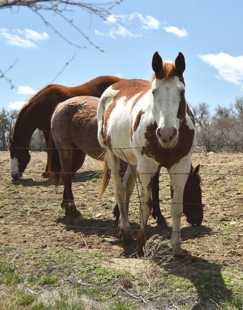 Foto los caballos intentan pastar en un terreno donde es difícil encontrar hierba.