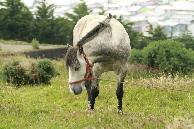 Caballos en la Isla de Chiloe Chile