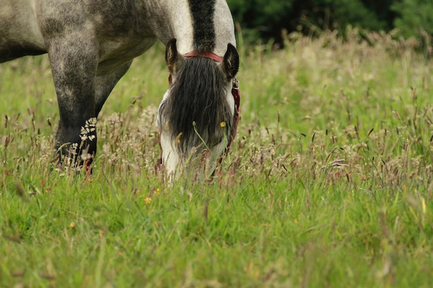 Caballos en la Isla de Chiloe Chile