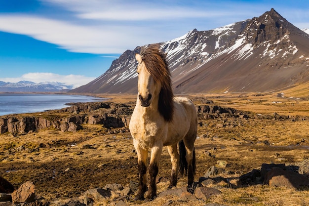 Caballos islandeses El caballo islandés es una raza de caballo desarrollada en Islandia