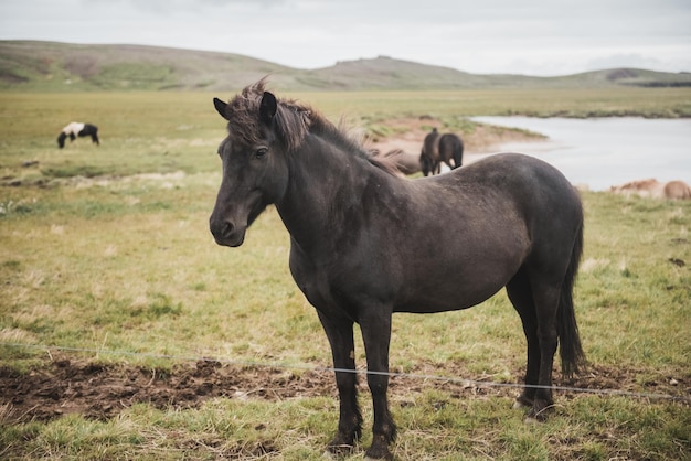 Caballos islandeses en el campo del paisaje natural escénico de Islandia