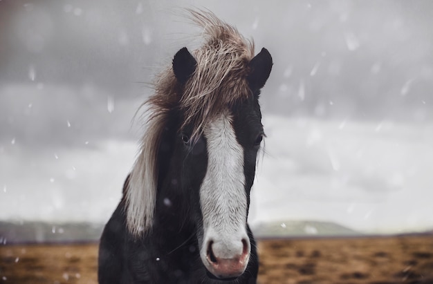 caballos islandeses corriendo libres