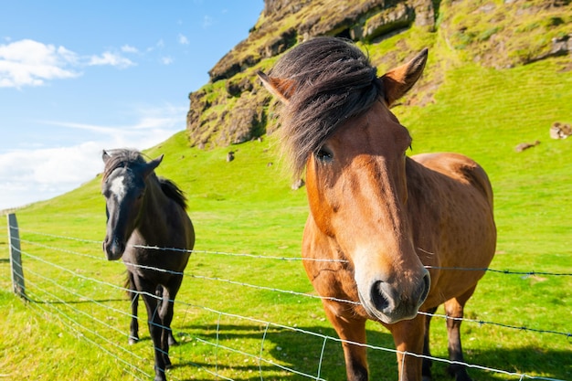 Caballos islandeses marrones y negros en una granja en las montañas. Sur de Islandia. Enfoque selectivo