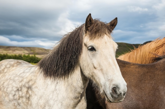 Caballos islandeses en la naturaleza. Sur de Islandia.