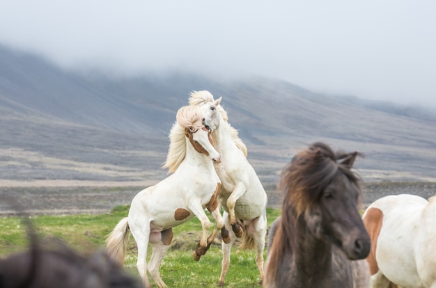 Caballos islandeses