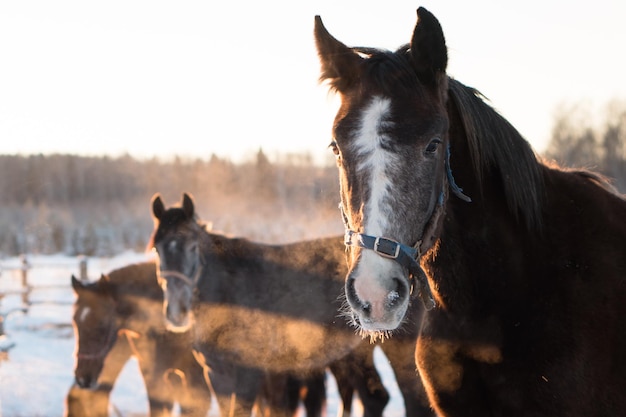 Caballos jóvenes caminando al aire libre en levada Día soleado de invierno frío en la granja o rancho