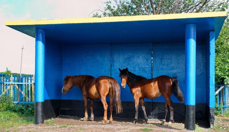 Foto caballos jóvenes en la parada de autobús en una mañana soleada bashkortostán rusia