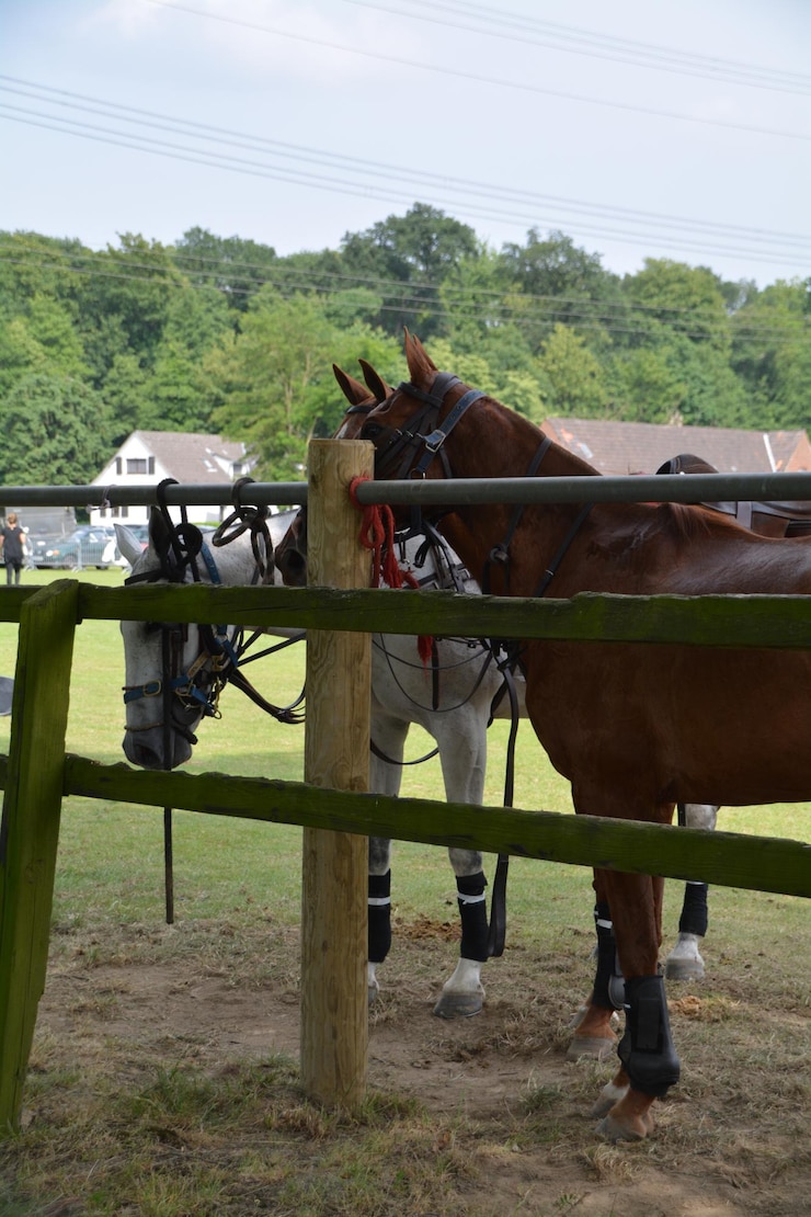 Foto caballos junto a una valla en el campo durante un evento ecuestre