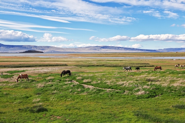 Caballos en el Lago argentino en El Calafate, Patagonia, Argentina