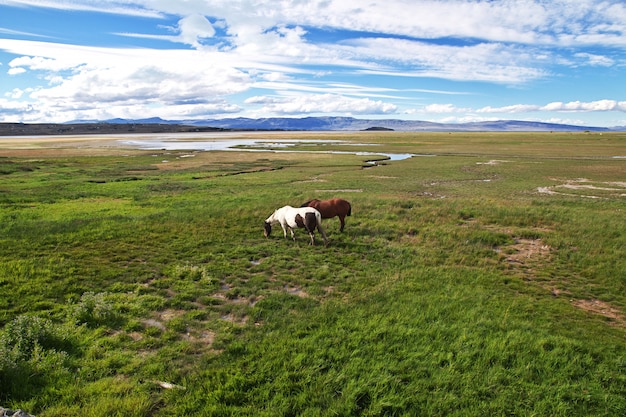 Caballos en el Lago argentino en El Calafate