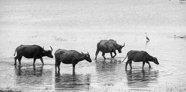 Foto caballos en un lago