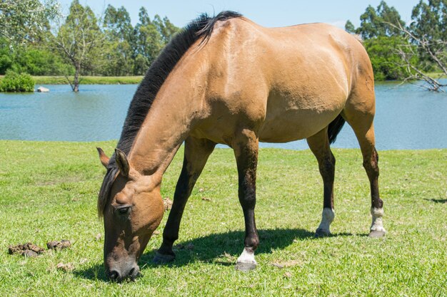 Caballos libres en el campo