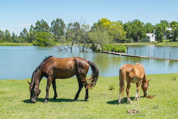 Caballos libres en el campo