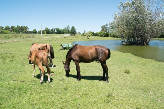 Caballos libres en el campo