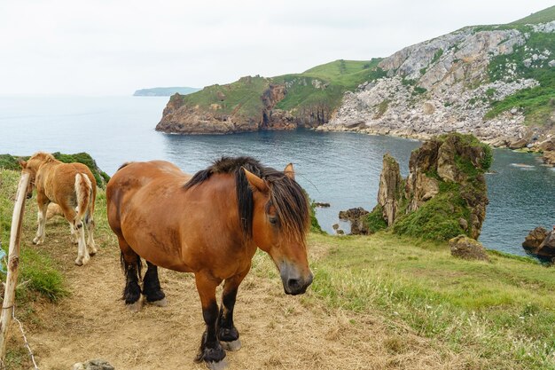 Caballos marrones aislados en campo verde en el campo. Vista horizontal de animales comiendo pastando en la pradera con acantilado y mar de fondo. Naturaleza, animales y concepto de viaje.