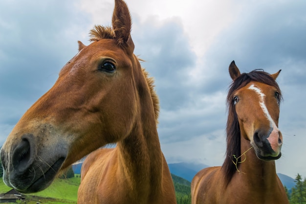 Los caballos marrones cierran retratos en las montañas