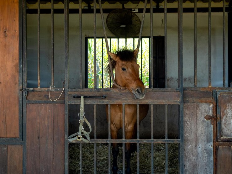 Foto caballos marrones parados en una jaula cerrada con llave en el edificio de la habitación fotografía de retrato de caballo
