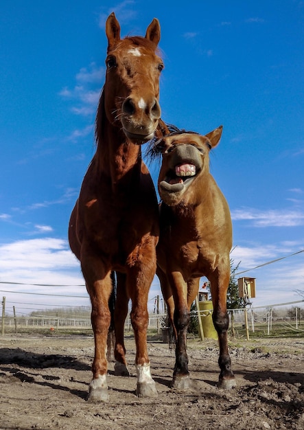 Caballos marrones de pie en la arena en el rancho contra el cielo