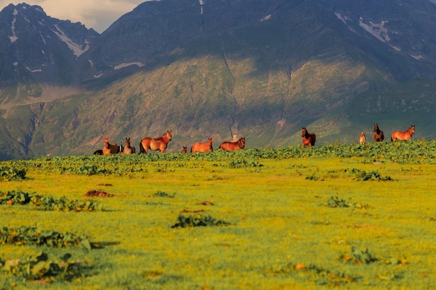 Caballos marrones salvajes en el prado verde con montañas en el fondo fuera de foco