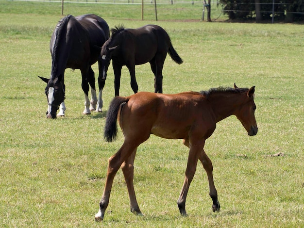 caballos de mayo