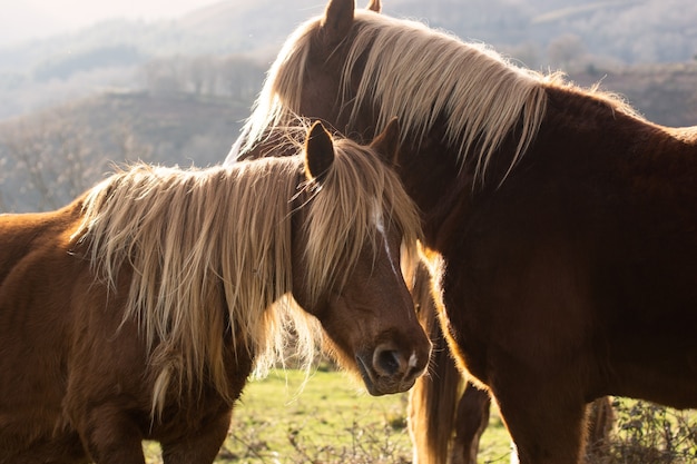 Caballos en la montaña con luz de la tarde.