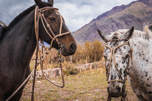 Caballos con montañas de fondo. Enfoque selectivo.