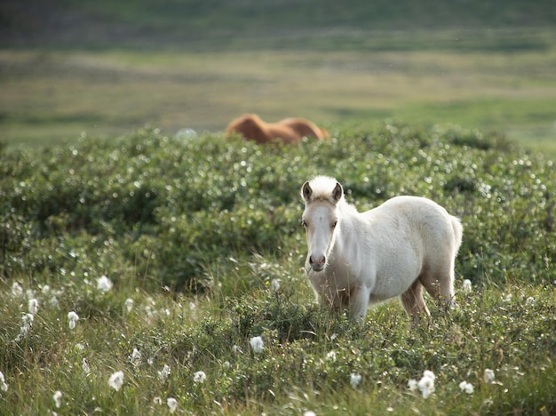 Caballos en las montañas de Islandia