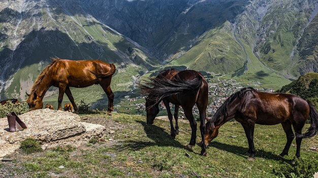 Los caballos negros y marrones pastan bajo el sol abrasador