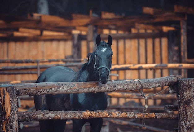 Los caballos negros se quedan en la granja en el corral.