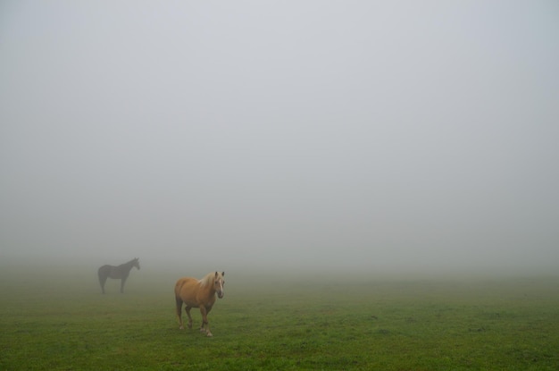 caballos en la niebla