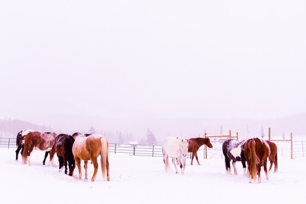 Caballos en la nieve en una pequeña granja en Colorado.