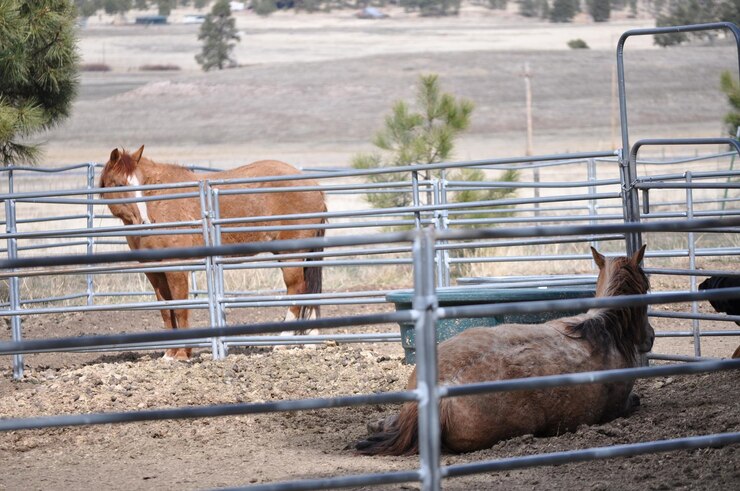 Foto caballos en el paddock en el campo