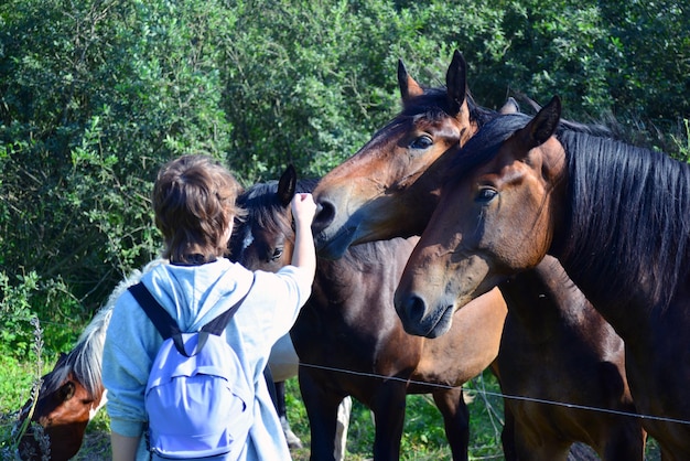 Caballos en el paddock en un día soleado de verano de cerca