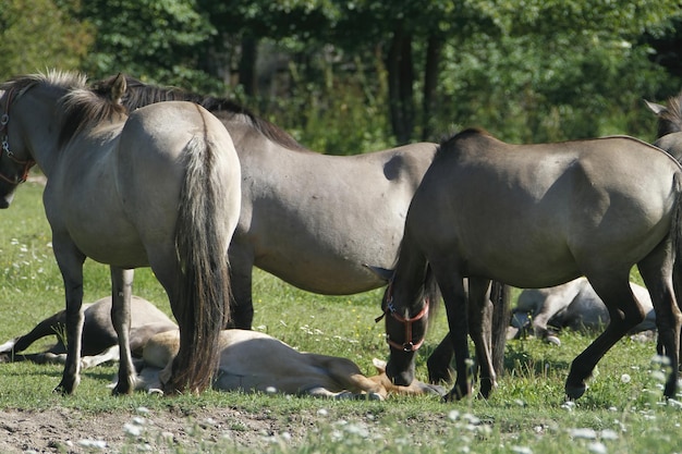 Caballos en el Parque Nacional de Bialowieza